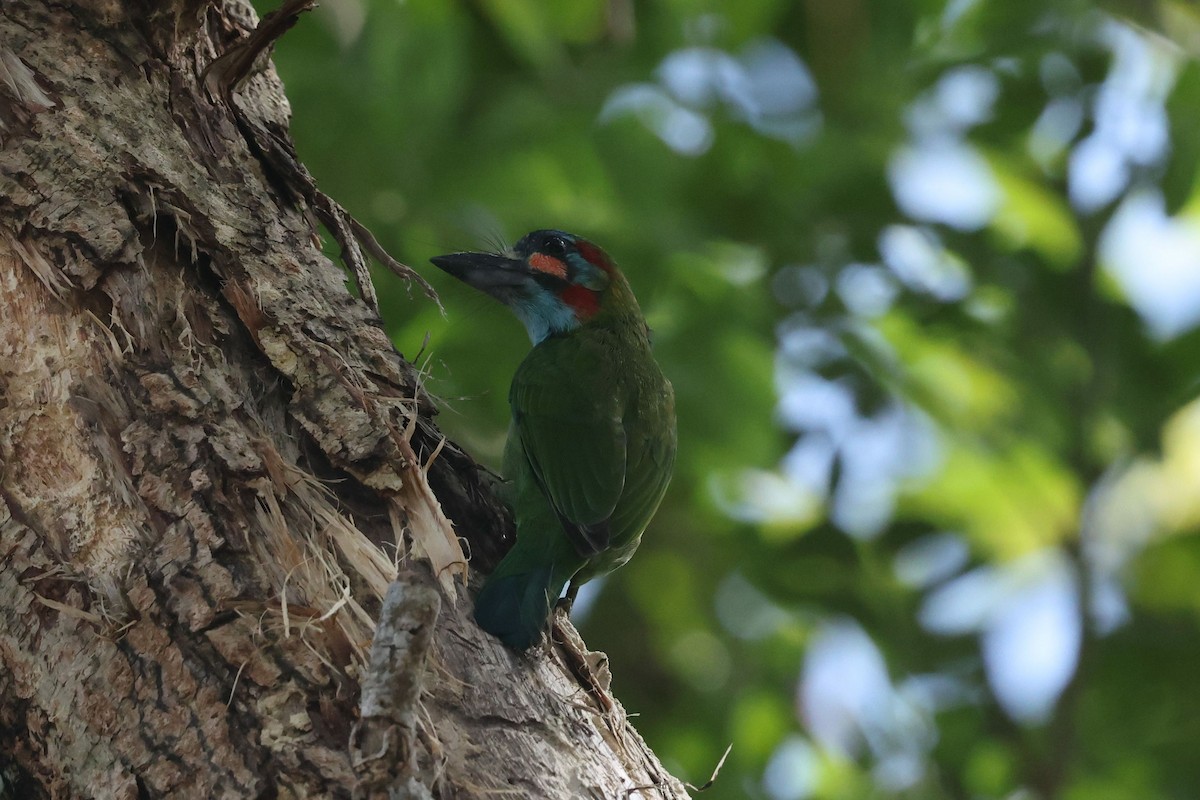 Blue-eared Barbet - ML646502400