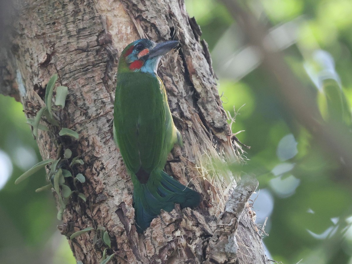 Blue-eared Barbet - ML646502401