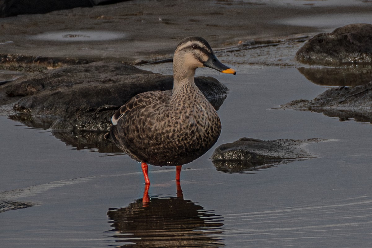 Eastern Spot-billed Duck - ML646502402