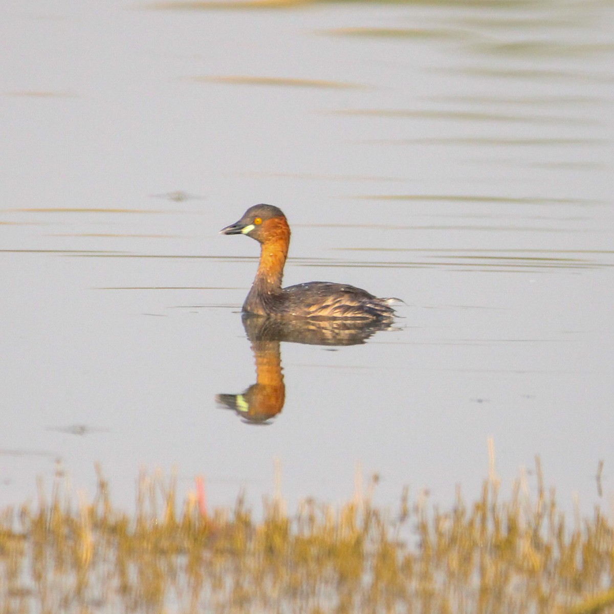 Little Grebe - ML646502404