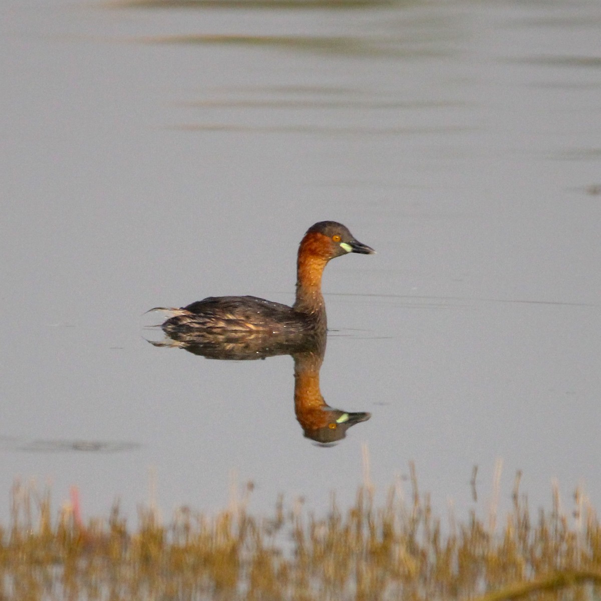 Little Grebe - ML646502405