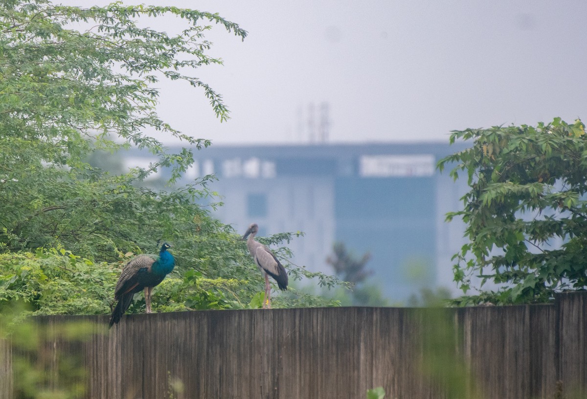 Asian Openbill - ML646502406