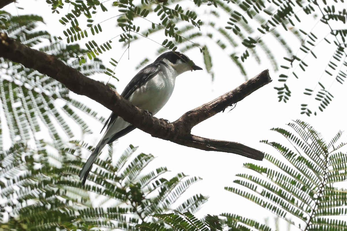 Ashy Minivet - ML646502407