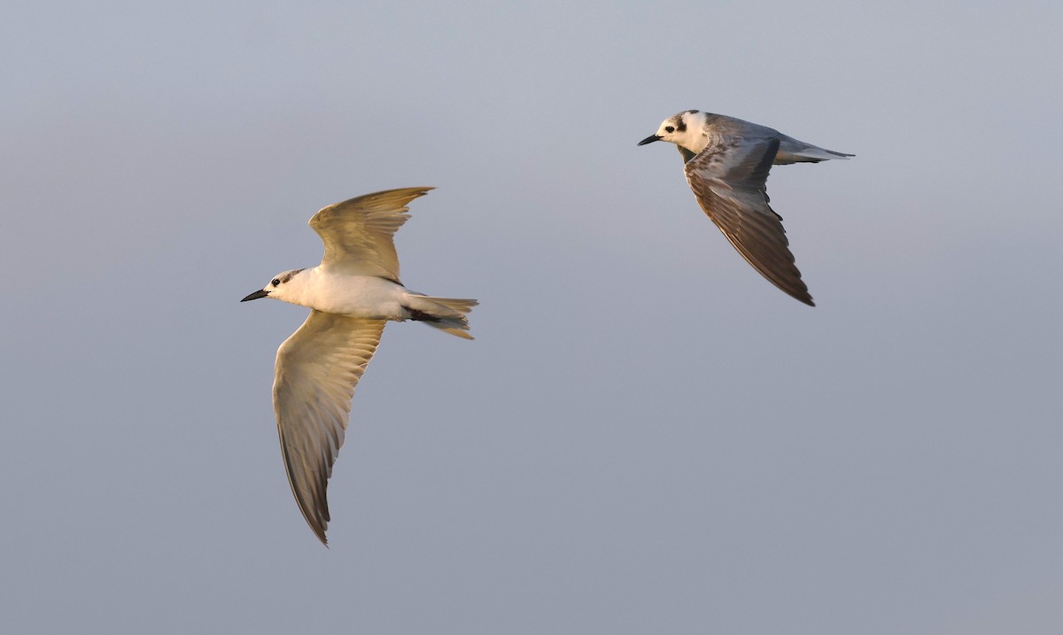 Whiskered Tern - ML646502408