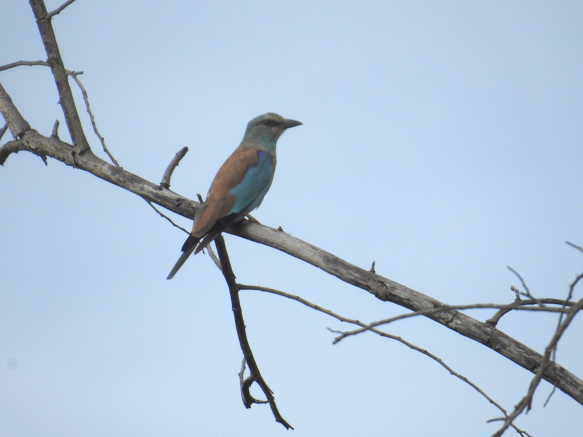 European Roller - ML646502409