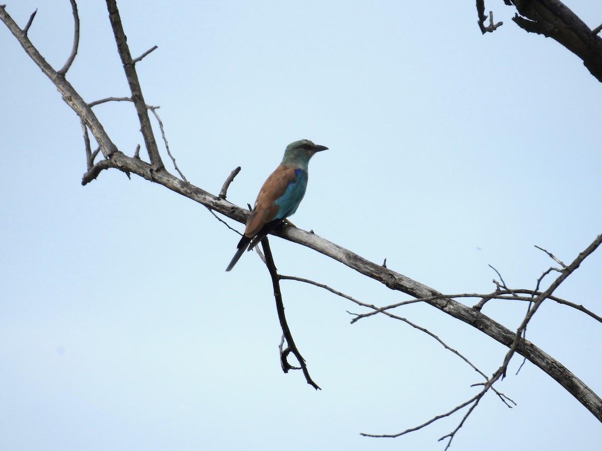 European Roller - ML646502410
