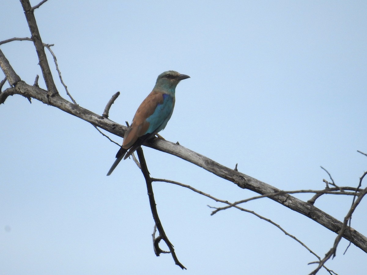 European Roller - ML646502411