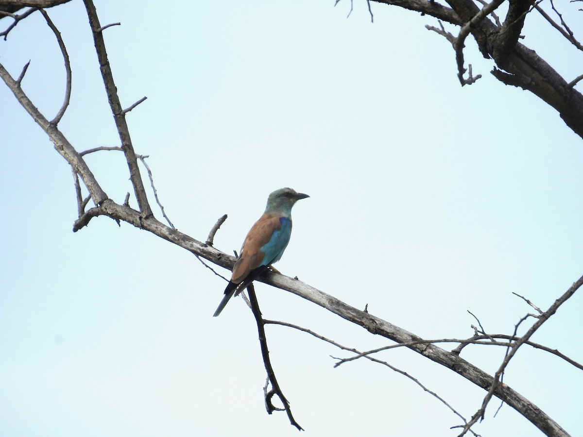 European Roller - ML646502412