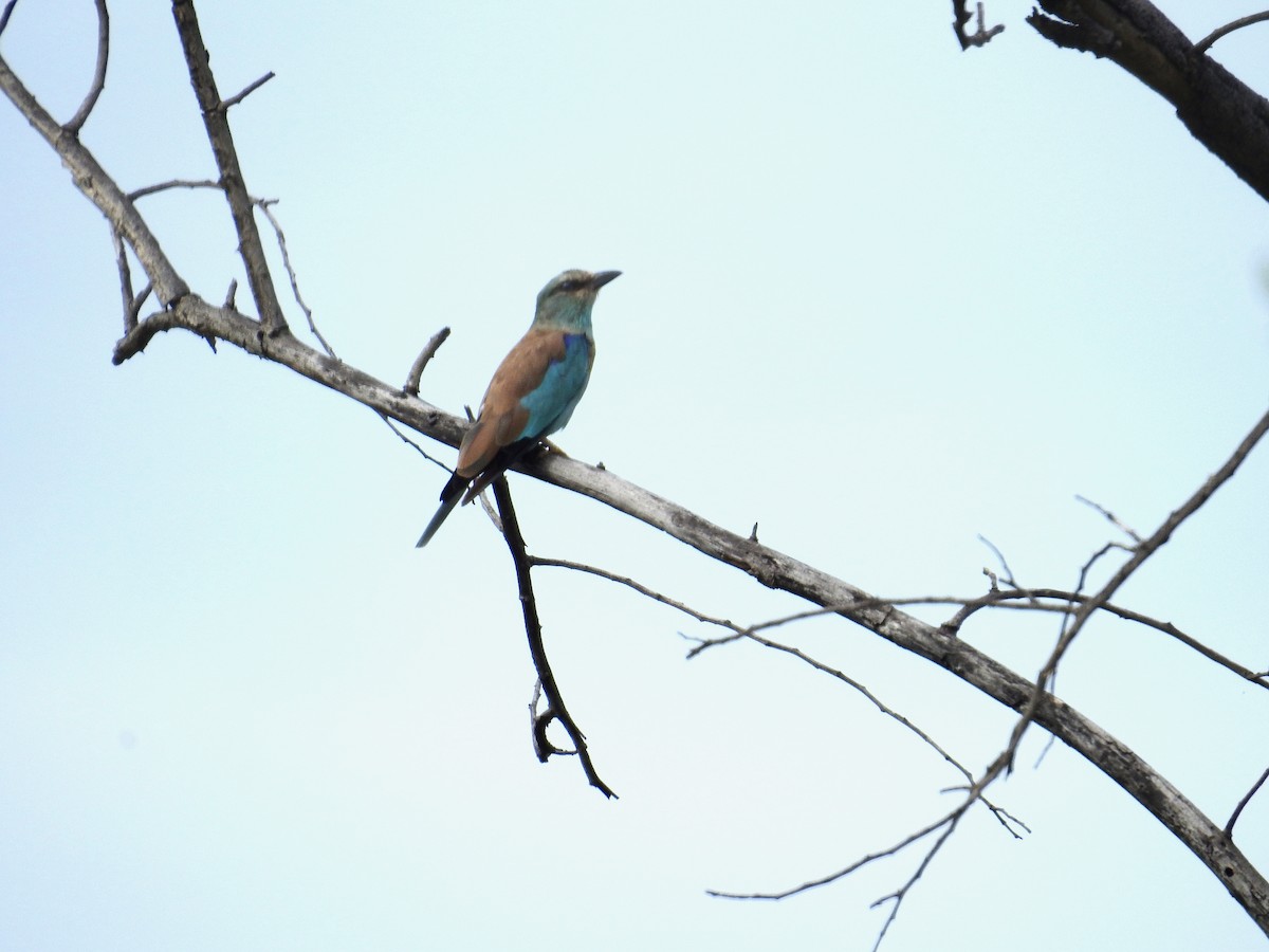 European Roller - ML646502413