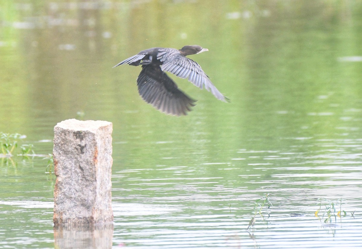 Little Cormorant - ML646502414