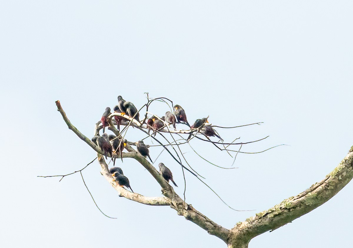 Finch-billed Myna - ML646502415