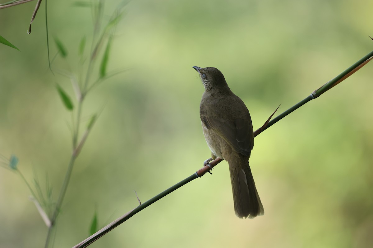 Streak-eared Bulbul - ML646502416