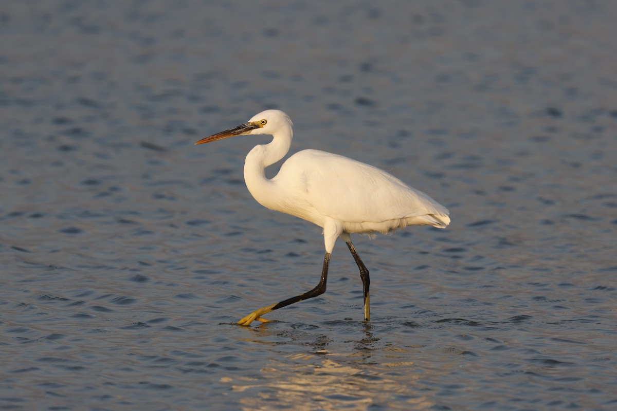 Western Reef-Heron - ML646502417