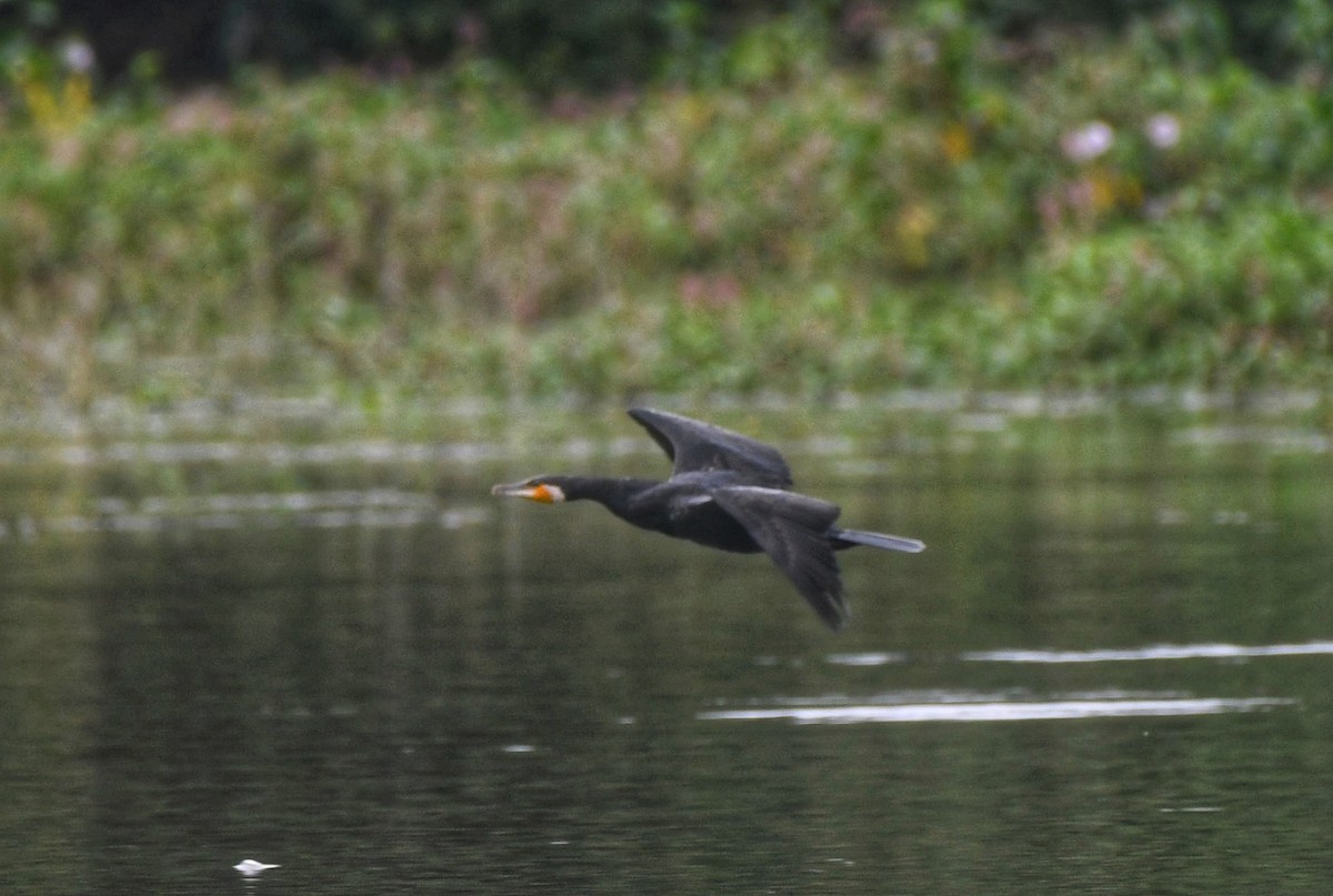 Great Cormorant - ML646502418