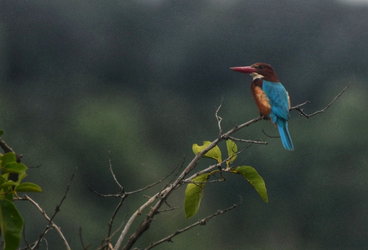 White-throated Kingfisher - ML646502422