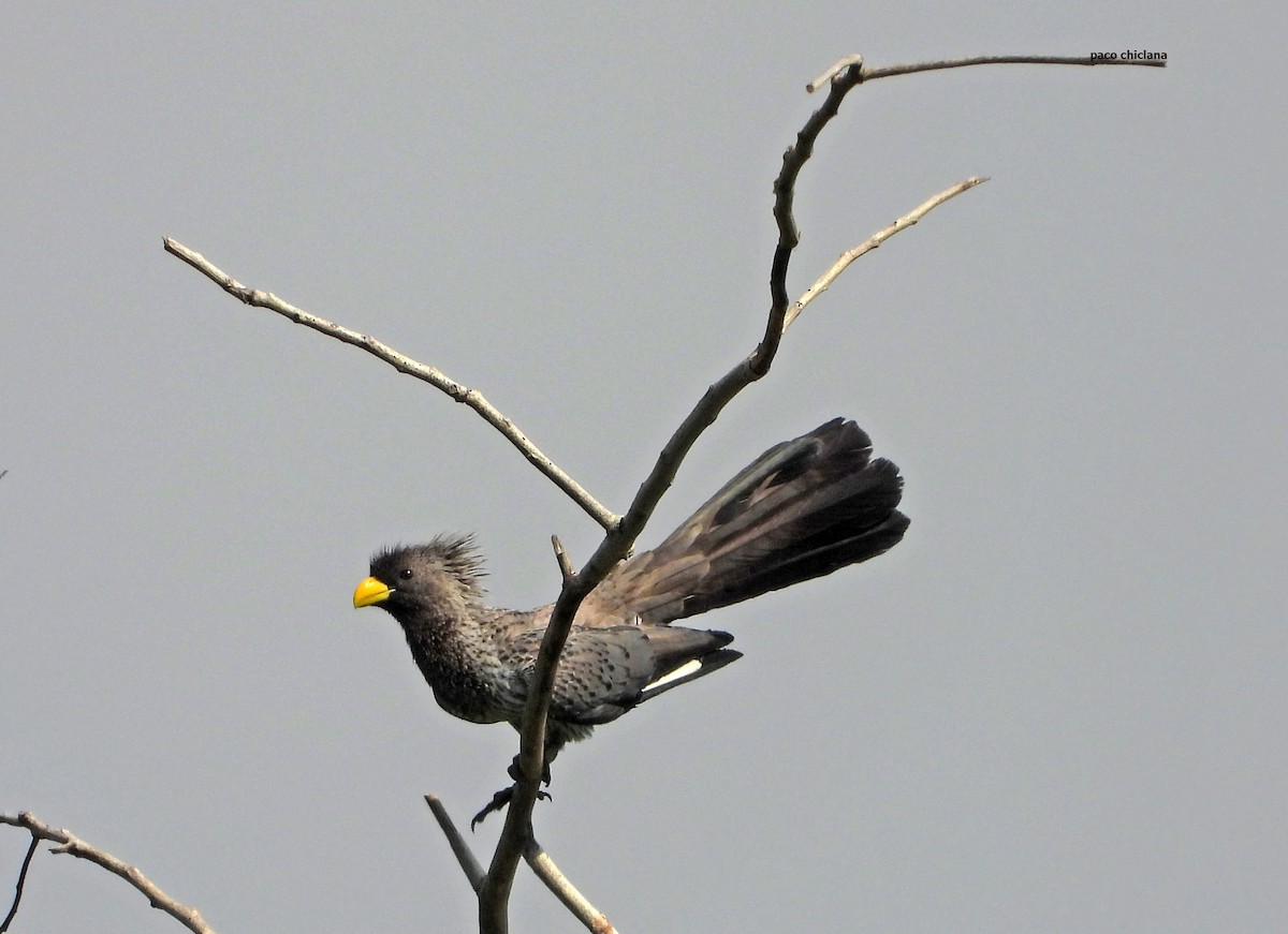 Western Plantain-eater - ML646502423