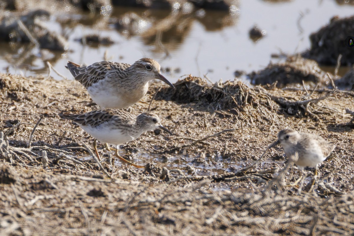 Long-toed Stint - ML646502424