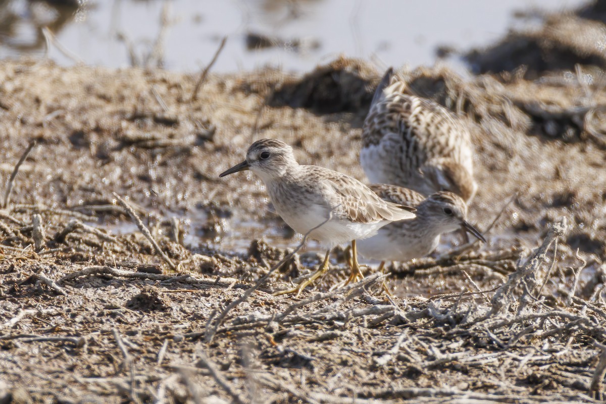 Txirri behatz-luzea - ML646502428