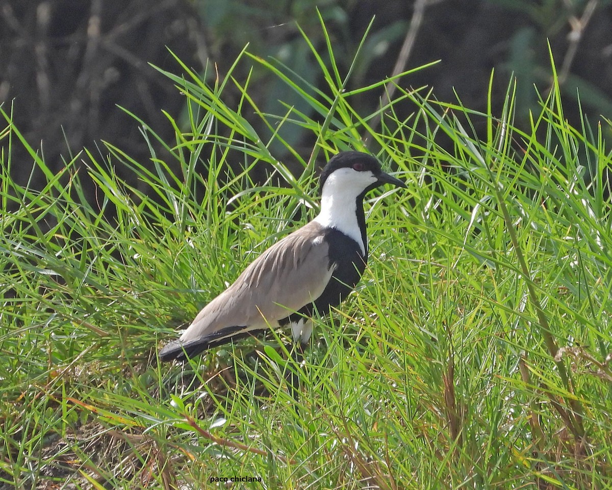 Hegabera ezproiduna - ML646502429