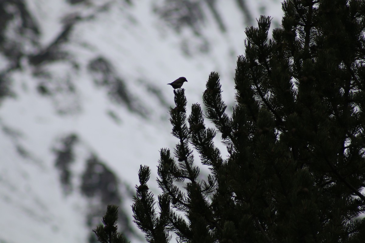 Mokoker arrunta - ML646502430