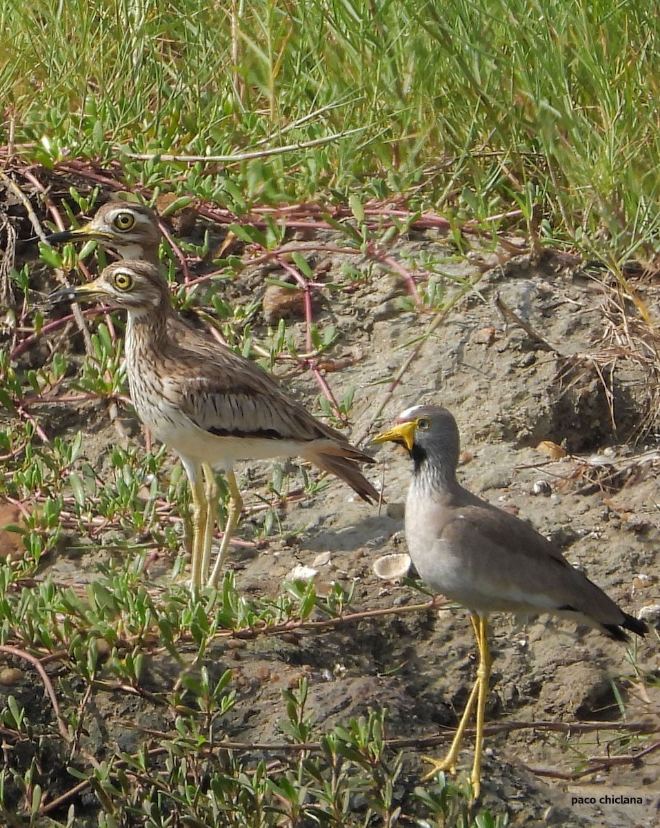 Wattled Lapwing - ML646502431