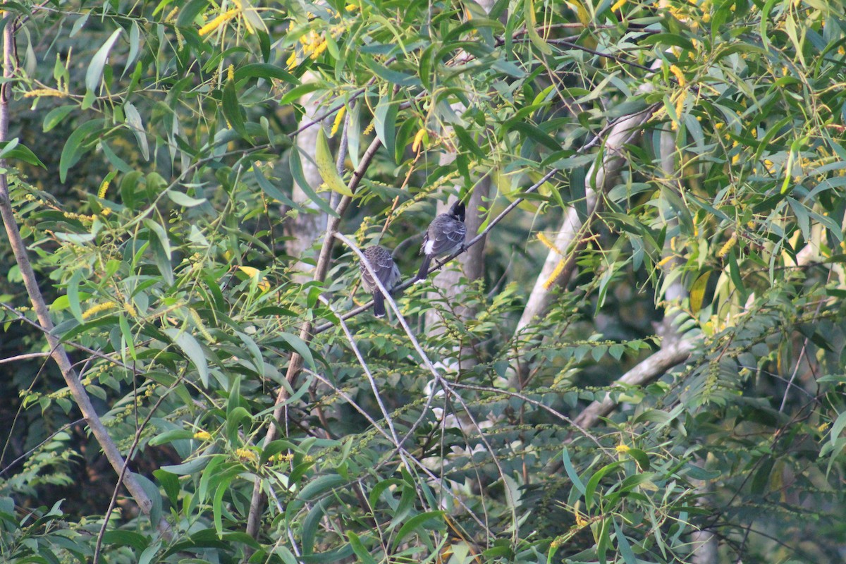 Bulbul ipurgorria - ML646502432