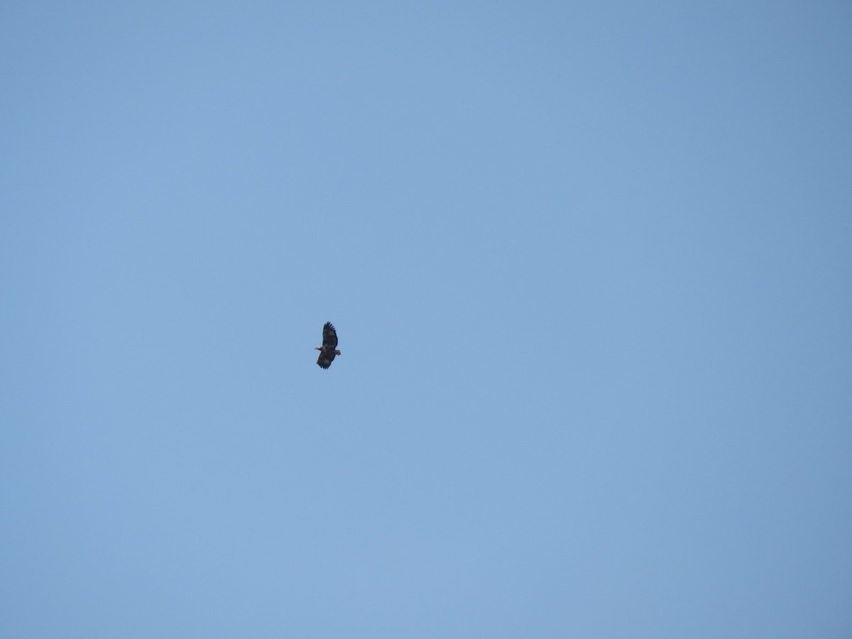 African Fish-Eagle - ML646502433