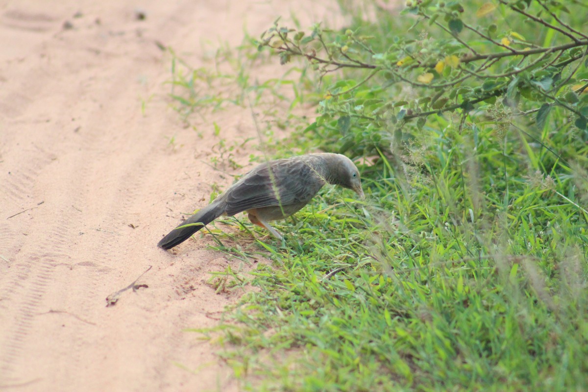 Kalapitari mokohoria - ML646502434