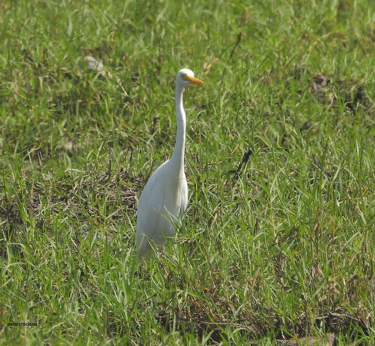 Yellow-billed Egret - ML646502436