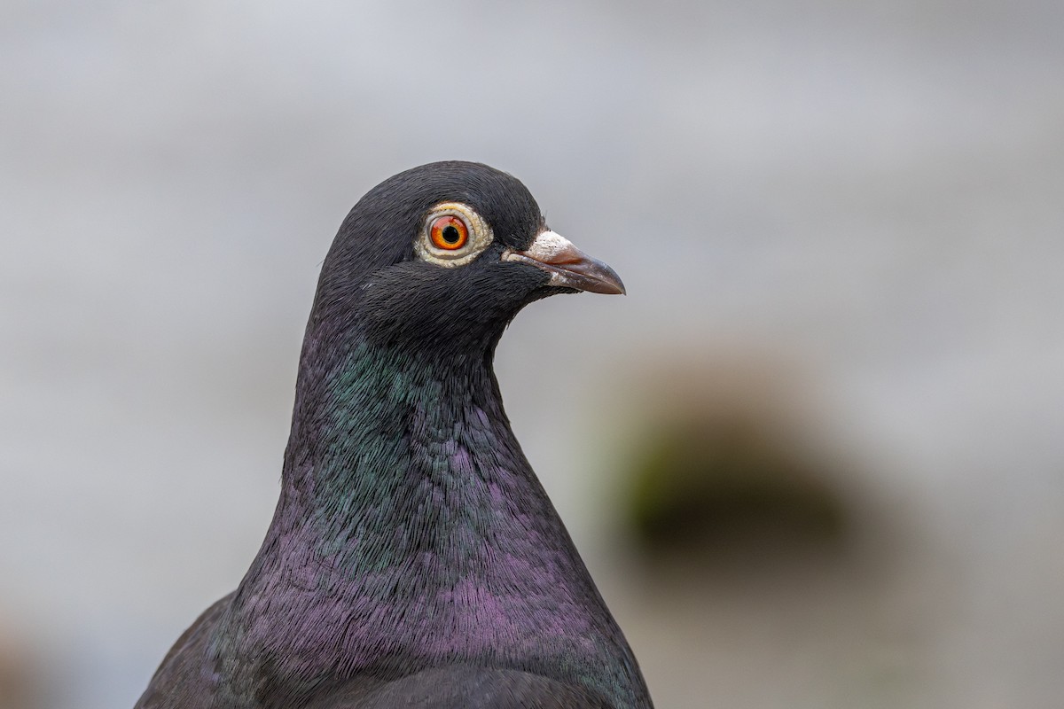 Haitz-usoa (etxekoa) - ML646502437