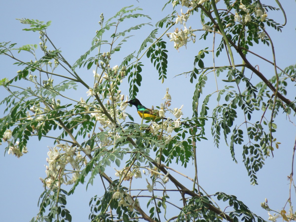 Pygmy Sunbird - ML646502438