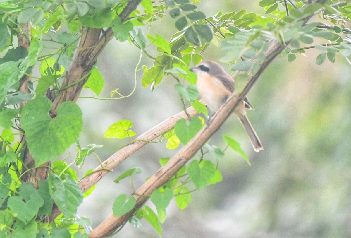 Antzandobi arrea - ML646502439