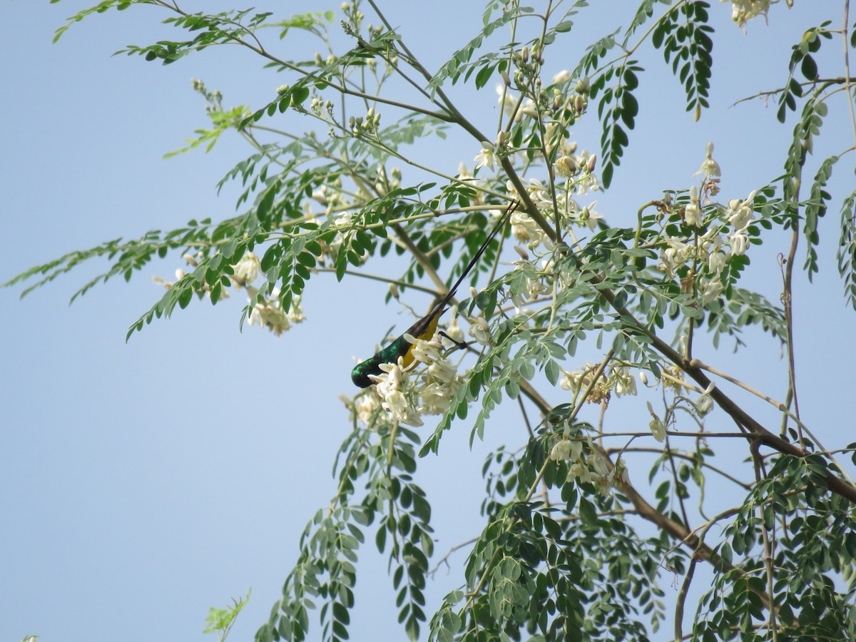 Pygmy Sunbird - ML646502440