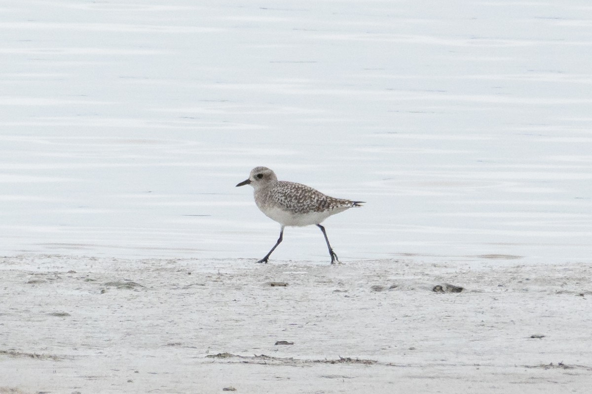 Txirri grisa - ML646502441