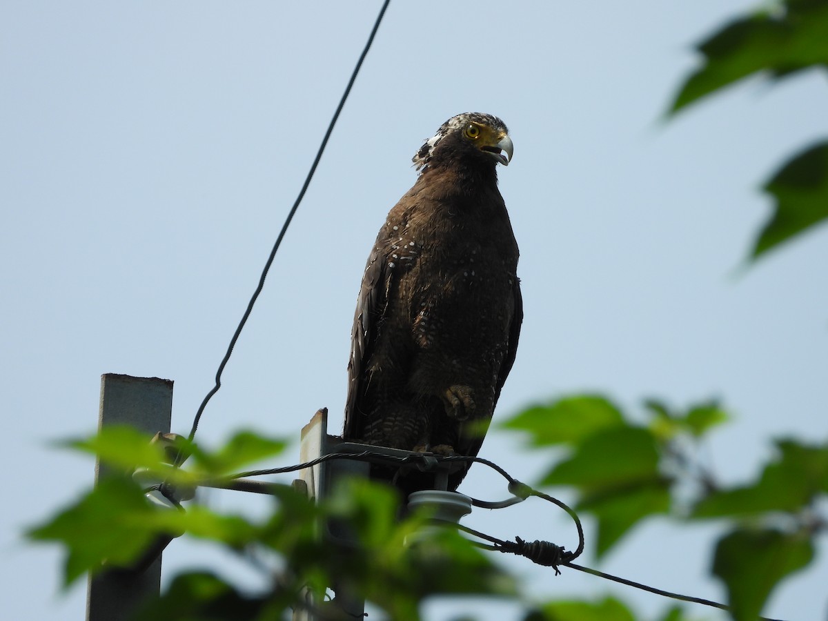 Crested Serpent-Eagle - ML646502443