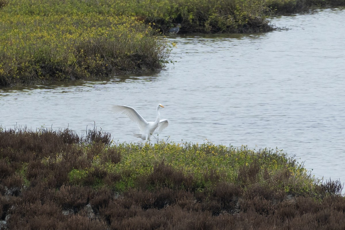 Koartza zuria - ML646502444