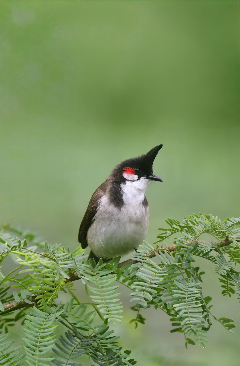 Bulbul masailgorria - ML646502445