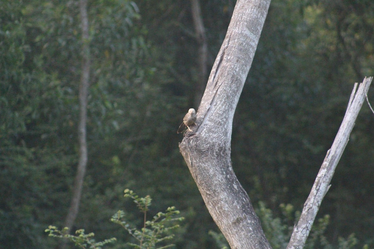 Kalapitari mokohoria - ML646502447