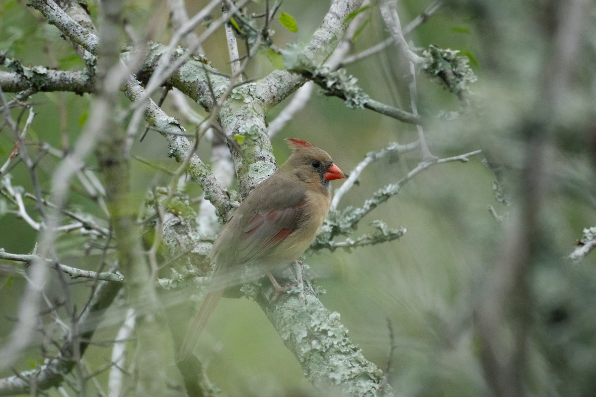 Kardinal arrunta - ML646502448