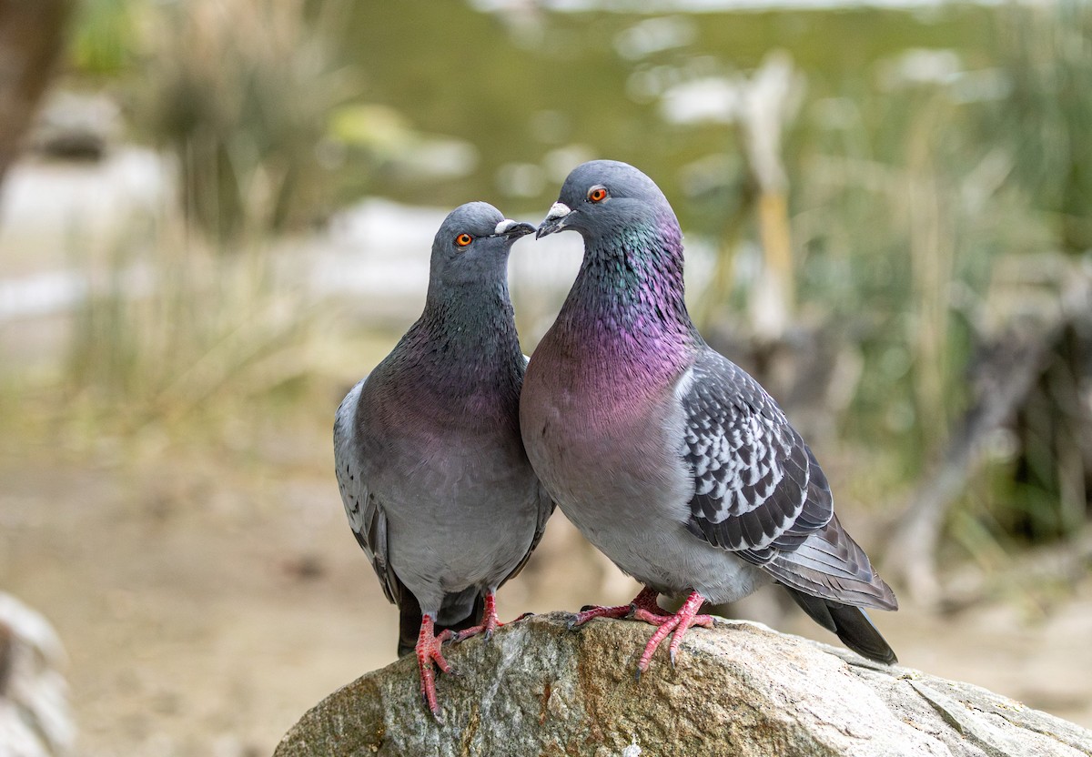 Haitz-usoa (etxekoa) - ML646502449