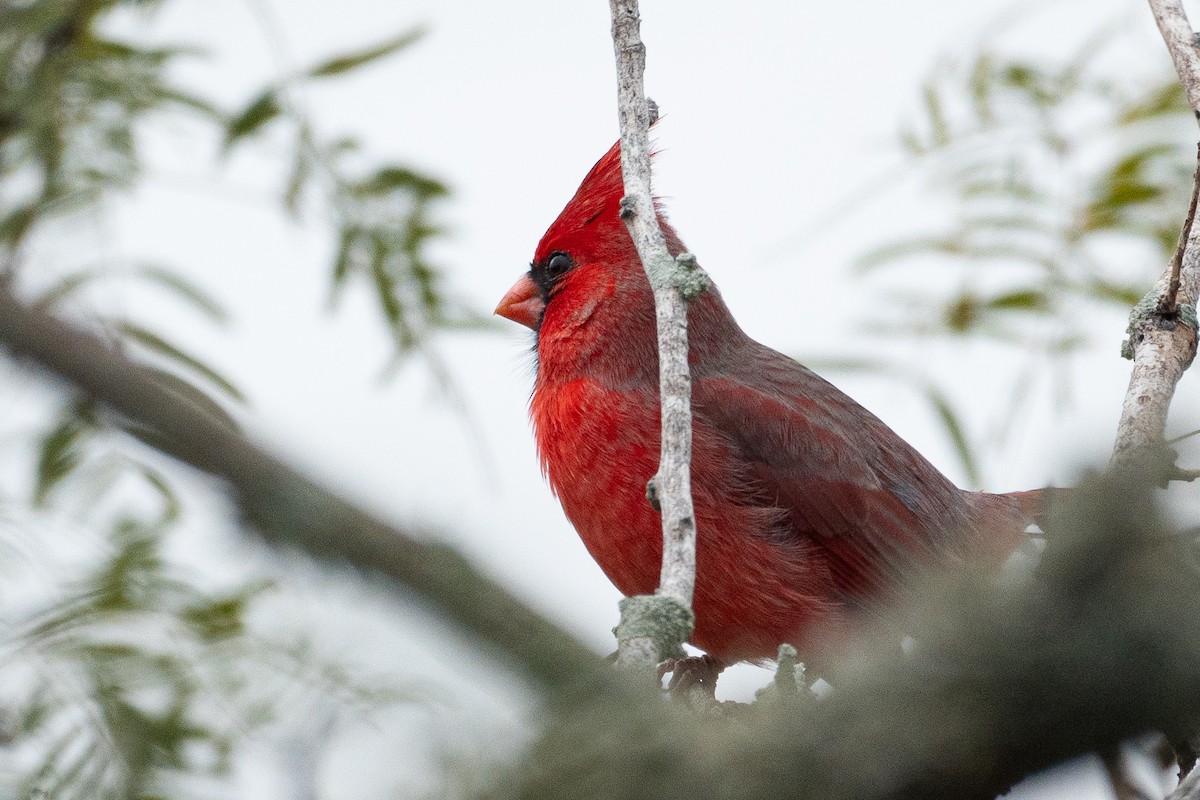 Kardinal arrunta - ML646502450