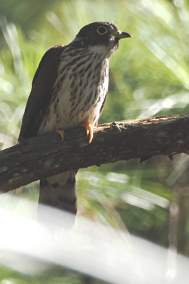 Hodgson's Hawk-Cuckoo - ML646502451