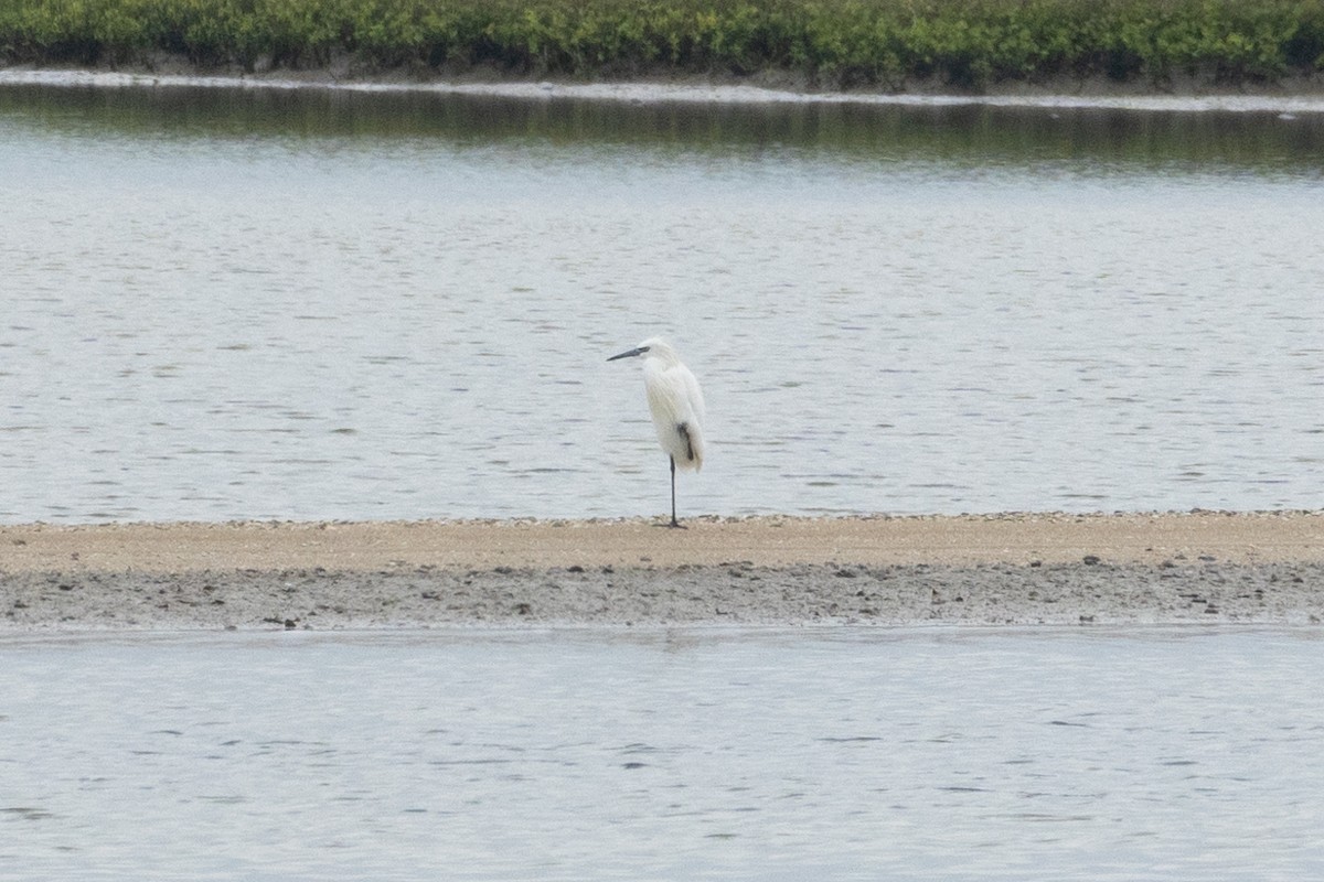 Reddish Egret - ML646502452
