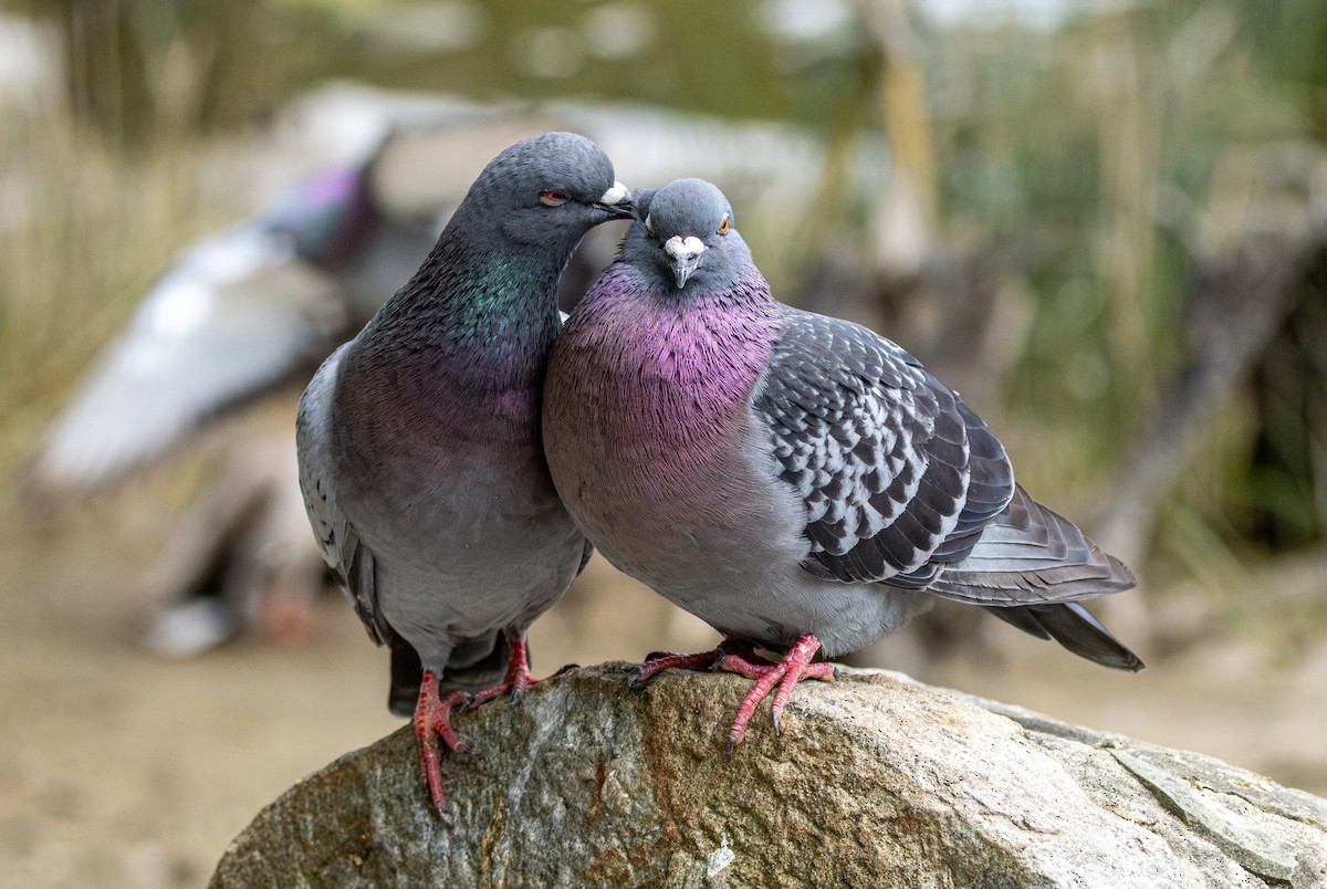 Haitz-usoa (etxekoa) - ML646502454