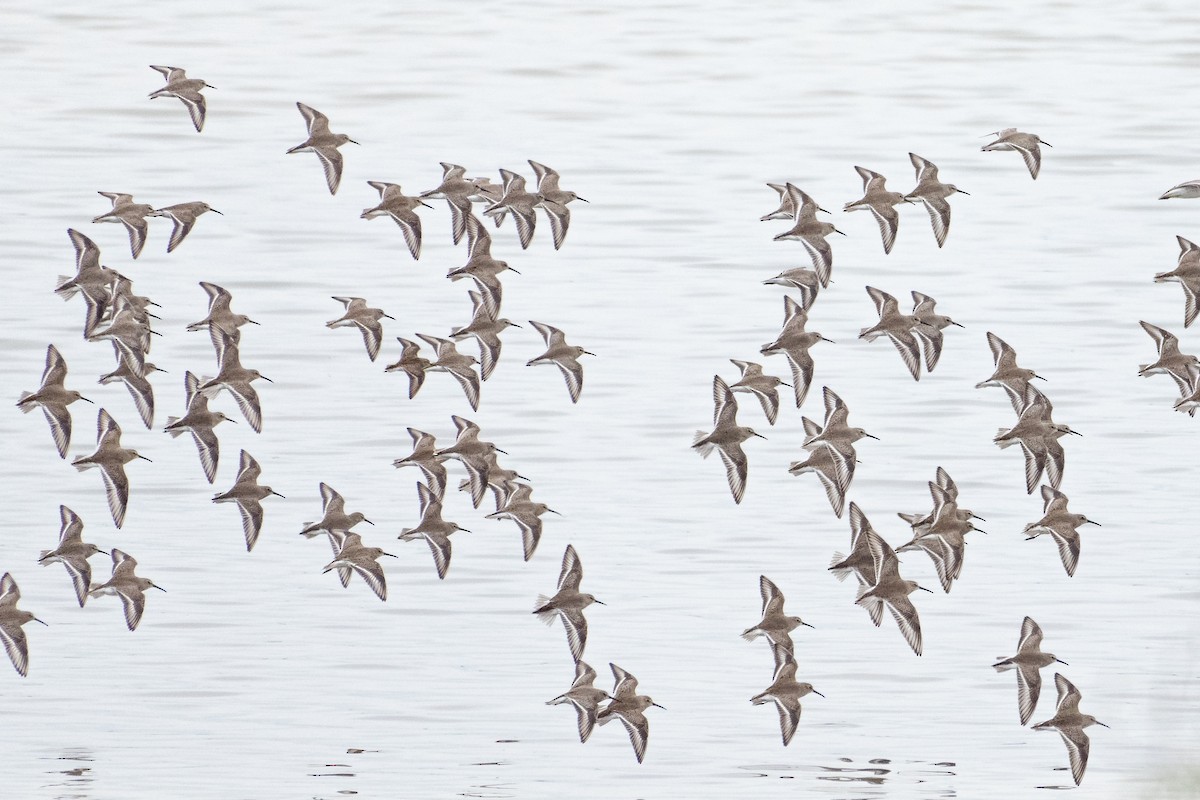 חופית אלפינית - ML646502455