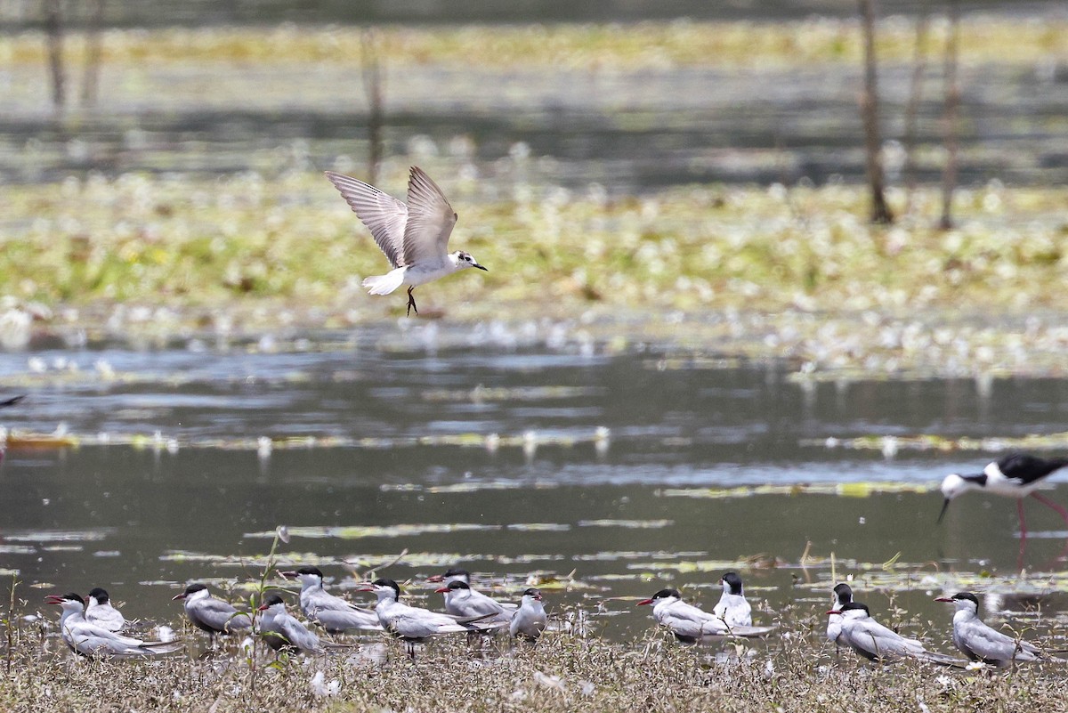 White-winged Tern - ML646502456