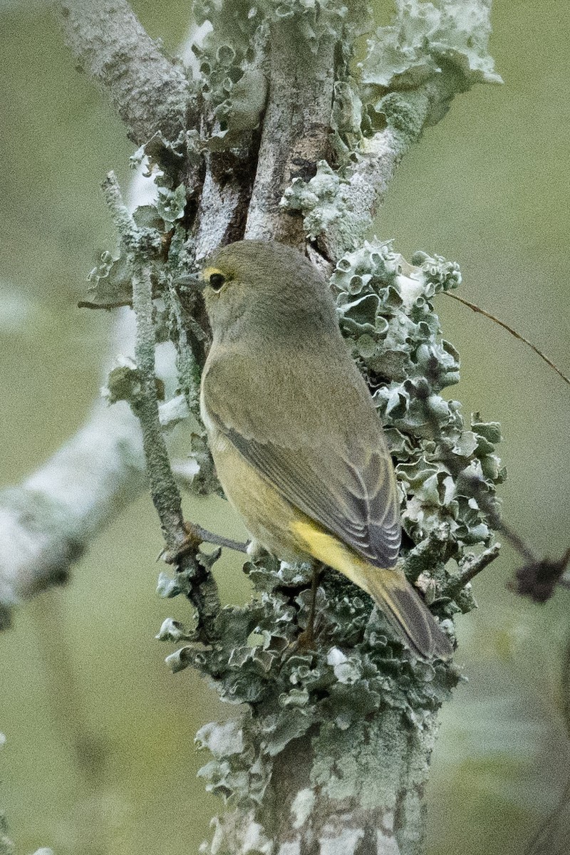 Orange-crowned Warbler - ML646502457