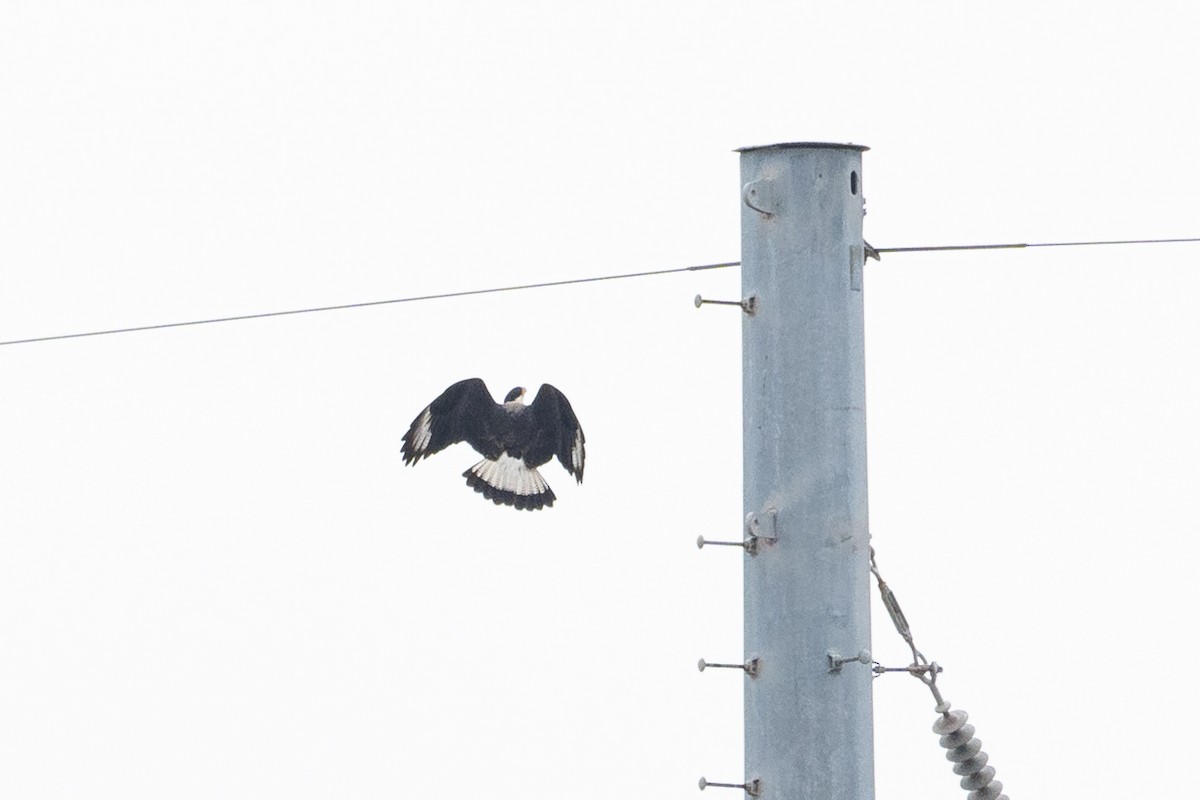 Crested Caracara - ML646502458