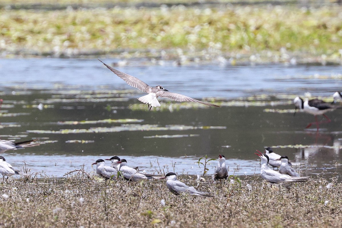 White-winged Tern - ML646502459