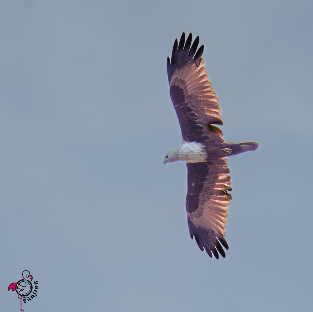 Brahminy Kite - ML646502460